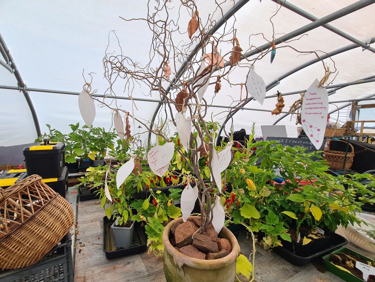A potted wishing tree with handwritten notes in a greenhouse.