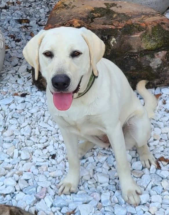 A happy white Labrador sitting on white gravel with its tongue out.
