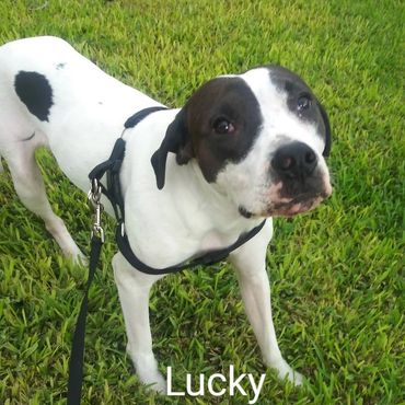 House Sitting and In Home pet visits with a Pit Bull Terroir, and an American Staffordshire Terrier