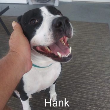 House Sitting and In Home pet visits with a Pit Bull Terroir, and an American Staffordshire Terrier