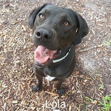 Barry's Dogs offers Dog Walking and In- Home Pet Visits for a Labrador Retrievers