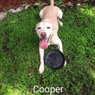 Barry's Dogs offers Dog Walking and In- Home Pet Visits for a Labrador Retrievers