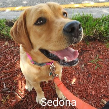 Barry's Dogs offers Dog Walking and In- Home Pet Visits for a Labrador Retrievers