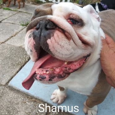 In Home Pet/House Sitting, Pet Visits, and Dog Walking for those stubborn English Bulldogs.