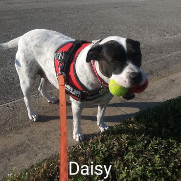 House Sitting and In Home pet visits with a Pit Bull Terroir, and an American Staffordshire Terrier