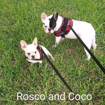 In Home Pet/House Sitting, Pet Visits, and Dog Walking for those stubborn French Bulldogs.