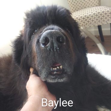 Barry's Dogs offers Dog Walking and In Home pet visits for a Newfoundland.