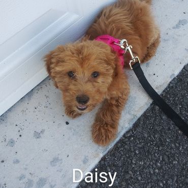 In Home Pet/House Sitting, Pet Visits, and Dog Walking for those lovable and playful puppies.