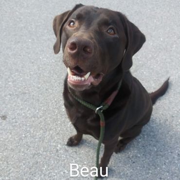 Barry's Dogs offers Dog Walking and In- Home Pet Visits for a Labrador Retrievers