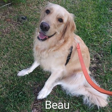 Barry's Dogs offers Dog Walking and In- Home Pet Visits for a Golden Retrievers.