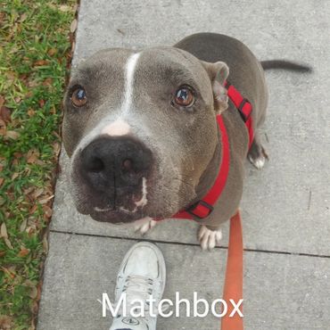 House Sitting and In Home pet visits with a Pit Bull Terroir, and an American Staffordshire Terrier