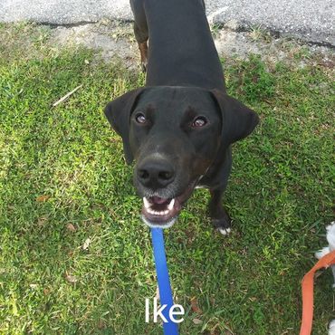 Barry's Dogs offers Dog Walking and In- Home Pet Visits for a Labrador Retrievers