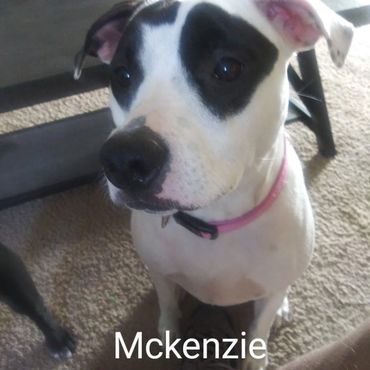 House Sitting and In Home pet visits with a Pit Bull Terroir, and an American Staffordshire Terrier