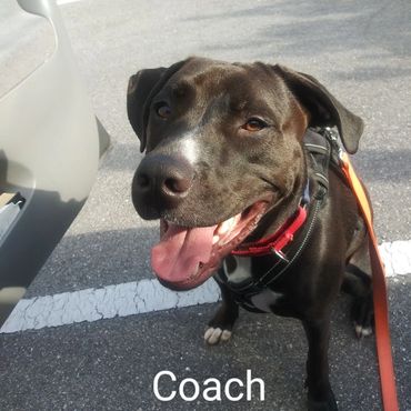 Barry's Dogs offers Dog Walking and In- Home Pet Visits for a Labrador Retrievers