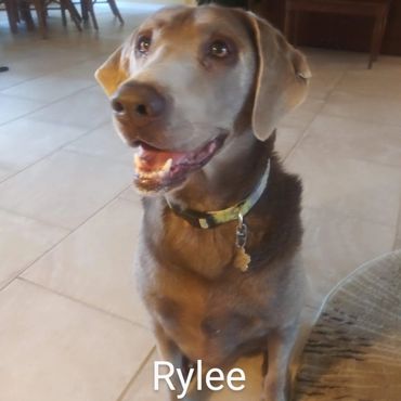 Barry's Dogs offers Dog Walking and In- Home Pet Visits for a Labrador Retrievers