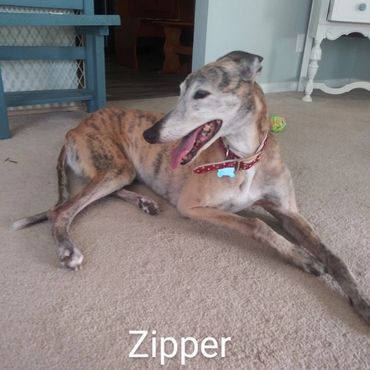 Barry's Dogs offers Dog Walking and In- Home Pet Visits for Greyhounds