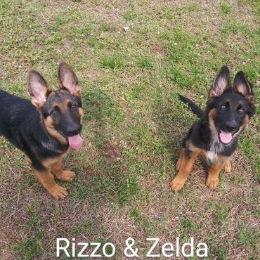 In Home Pet/House Sitting, Pet Visits, and Dog Walking for those lovable and playful puppies.