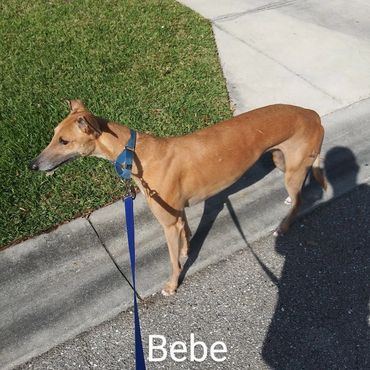 Barry's Dogs offers Dog Walking and In- Home Pet Visits for Greyhounds