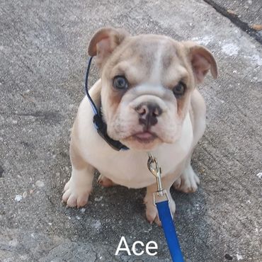 Bulldog Puppy Ace takes advantage of the Private Dog Transport Services by Barry's Dogs