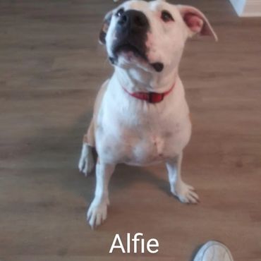 House Sitting and In Home pet visits with a Pit Bull Terroir, and an American Staffordshire Terrier