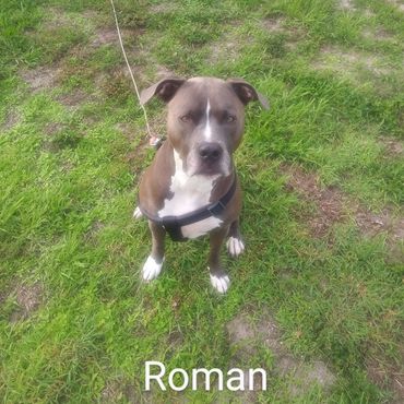 House Sitting and In Home pet visits with a Pit Bull Terroir, and an American Staffordshire Terrier