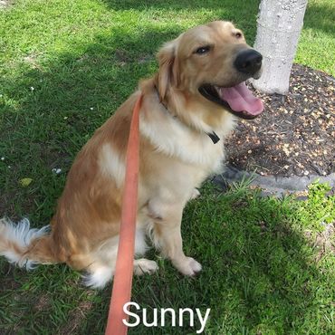 Barry's Dogs offers Dog Walking and In- Home Pet Visits for a Golden Retrievers.