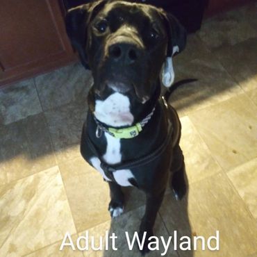 Pet Services include Private Dog Transport, In Home Pet/House Sitting, Pet Visits, and Dog Walking