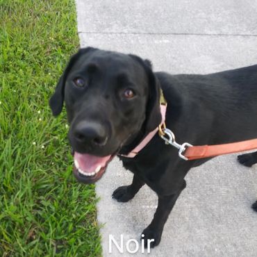 Barry's Dogs offers Dog Walking and In- Home Pet Visits for a Labrador Retrievers