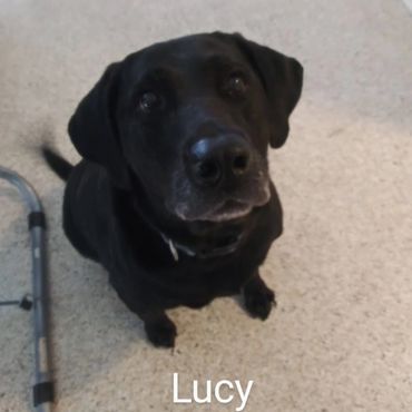 Barry's Dogs offers Dog Walking and In- Home Pet Visits for a Labrador Retrievers