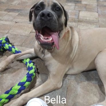 Barry's Dogs offers Dog Walking and In Home pet visits for a English Mastiff.