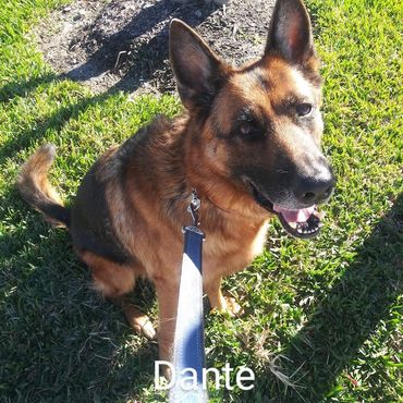 Pet Services include Private Dog Transport, In Home Pet/House Sitting for German Shepard Dogs