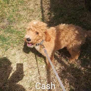 In Home Pet/House Sitting, Pet Visits, and Dog Walking for those lovable and playful puppies.