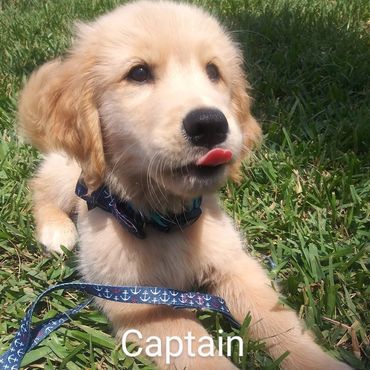 In Home Pet/House Sitting, Pet Visits, and Dog Walking for those lovable and playful puppies.