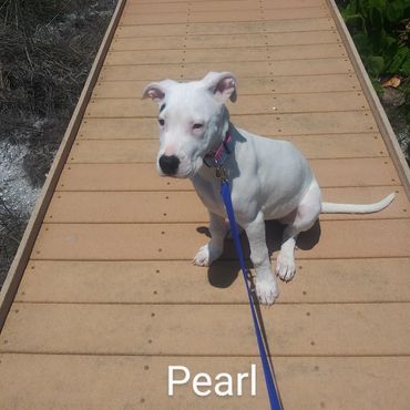 In Home Pet/House Sitting, Pet Visits, and Dog Walking for those lovable and playful puppies.