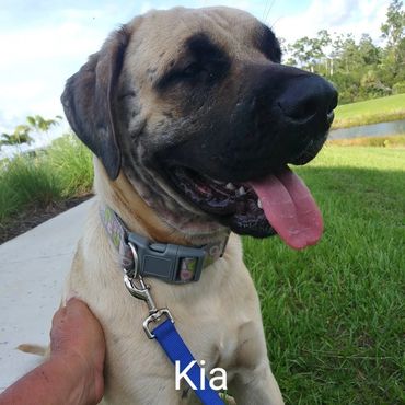 Barry's Dogs offers Dog Walking and In Home pet visits for Bull Mastiff.