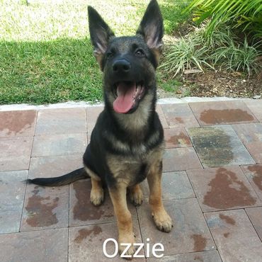 In Home Pet/House Sitting, Pet Visits, and Dog Walking for those lovable and playful puppies.