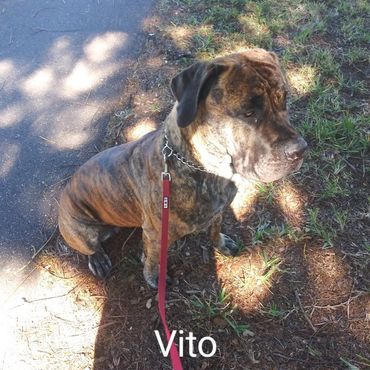 Barry's Dogs offers Dog Walking and In Home pet visits for Boerboel Mastiff.