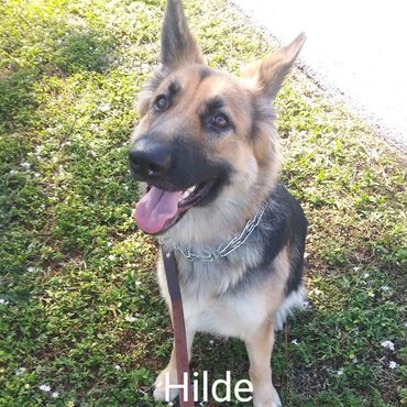 Pet Services include Private Dog Transport, In Home Pet/House Sitting for German Shepard Dogs