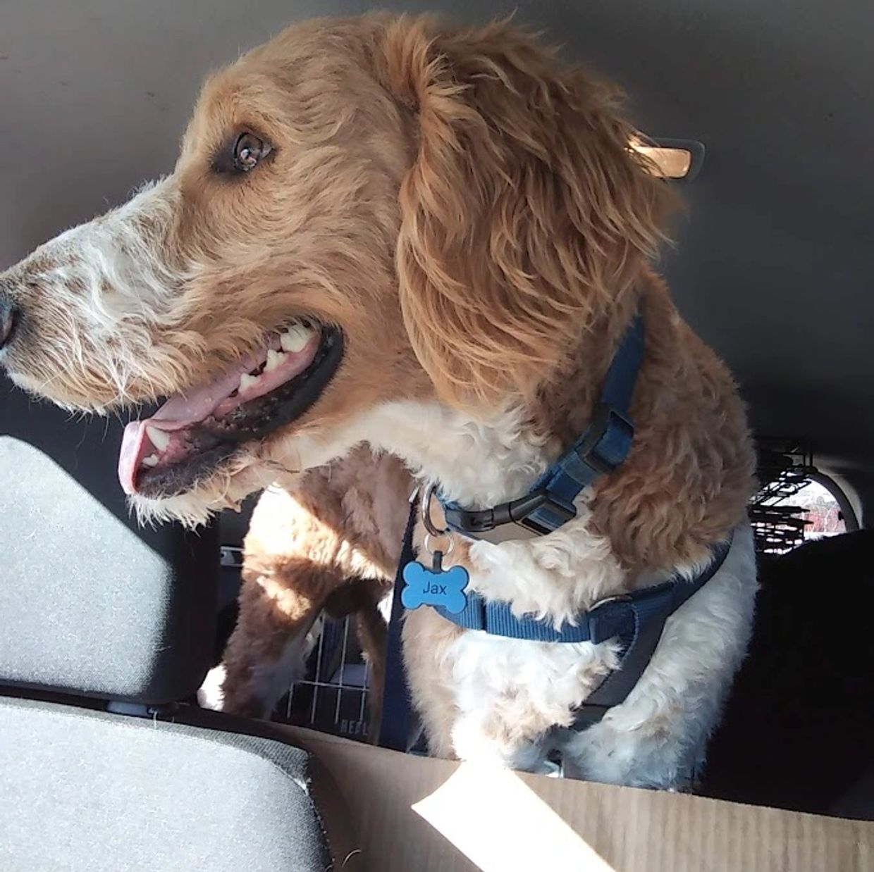 Labradoodle Jax enjoying his journey on a long distance Private Dog Transport with Barry Dogs.