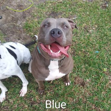 House Sitting and In Home pet visits with a Pit Bull Terroir, and an American Staffordshire Terrier