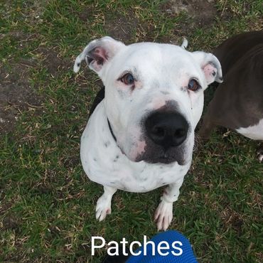 House Sitting and In Home pet visits with a Pit Bull Terroir, and an American Staffordshire Terrier