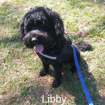 Portuguese Water Dog Libby takes advantage of the Private Dog Transport Services by Barry's Dogs