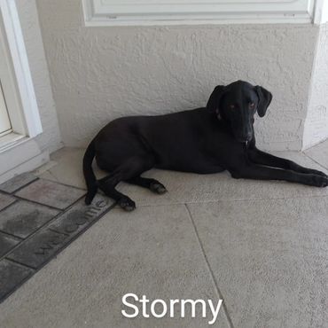 Barry's Dogs offers Dog Walking and In- Home Pet Visits for a Labrador Retrievers