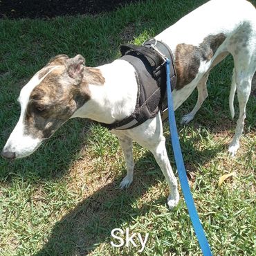 Barry's Dogs offers Dog Walking and In- Home Pet Visits for Greyhounds