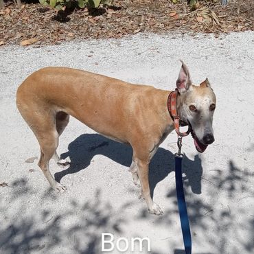 Barry's Dogs offers Dog Walking and In- Home Pet Visits for Greyhounds