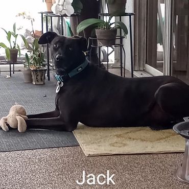 Barry's Dogs offers Dog Walking and In Home pet visits for Great Dane.