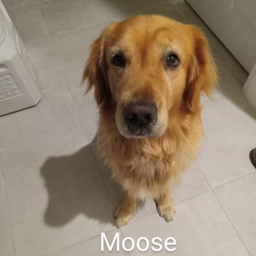 Barry's Dogs offers Dog Walking and In- Home Pet Visits for a Golden Retrievers.