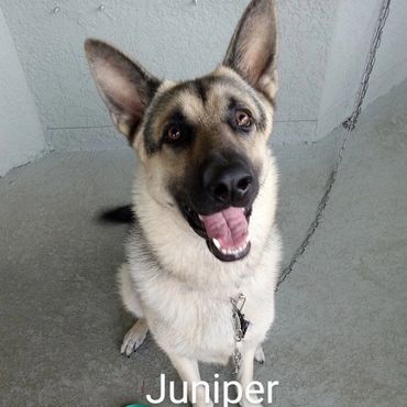 Barry's Dogs offer Dog Walking and In Home pet visits for German Shepherds.