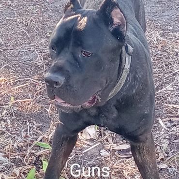 Barry's Dogs offers Dog Walking and In Home pet visits for a Cane Corso.