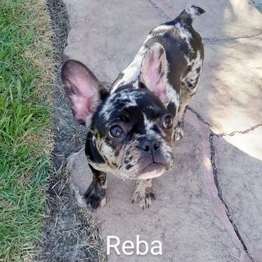 In Home Pet/House Sitting, Pet Visits, and Dog Walking for those lovable and playful puppies.